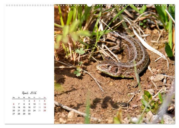 Produktbild: Eidechsen, flinke R&auml;uber (Wandkalender 2026 DIN A2 quer), CALVENDO Monatskalender