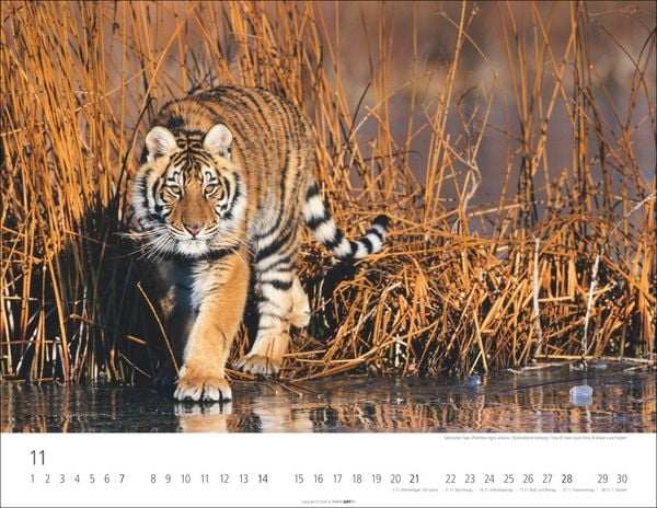 Produktbild: Tiger Kalender 2027