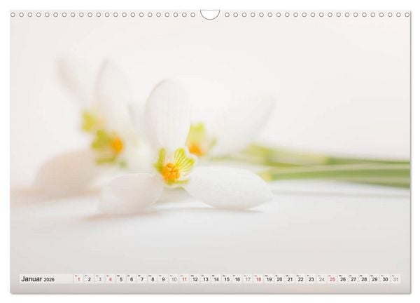 Produktbild: Farbenfroher Bl&uuml;tentraum (Wandkalender 2026 DIN A3 quer), CALVENDO Monatskalender