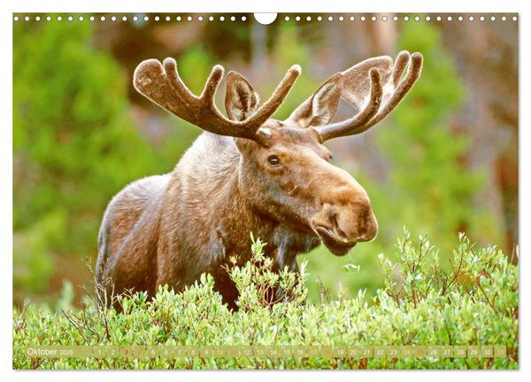 Produktbild: Elche: Nordische Riesen (Wandkalender 2026 DIN A3 quer), CALVENDO Monatskalender
