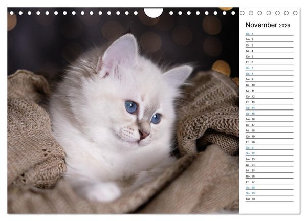 Produktbild: Heilige Birma Kitten mit Planer (Wandkalender 2026 DIN A4 quer), CALVENDO Monatskalender