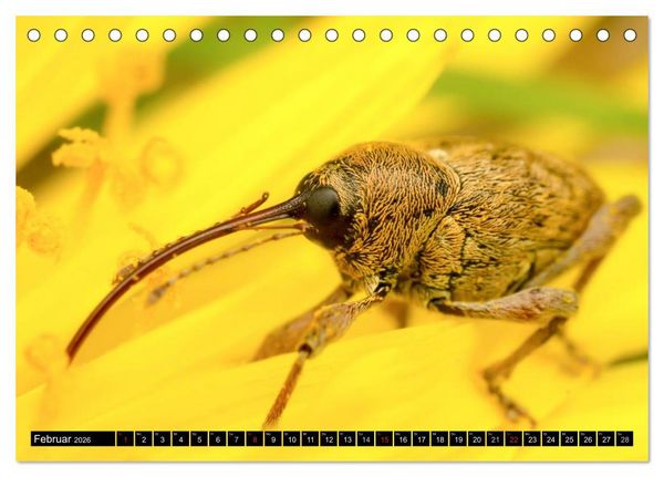 Produktbild: Kleine Wesen &ndash; Makroaufnahmen von einheimischen Insekten (Tischkalender 2026 DIN A5 quer), CALVENDO Monatskalender