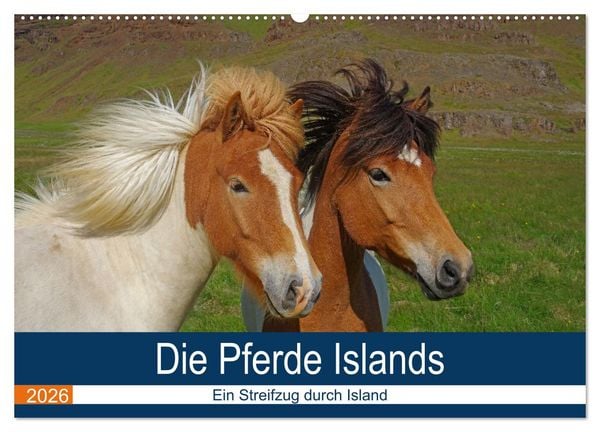 Die Pferde Islands - Ein Streifzug durch Island (Wandkalender 2026 DIN A2 quer), CALVENDO Monatskalender