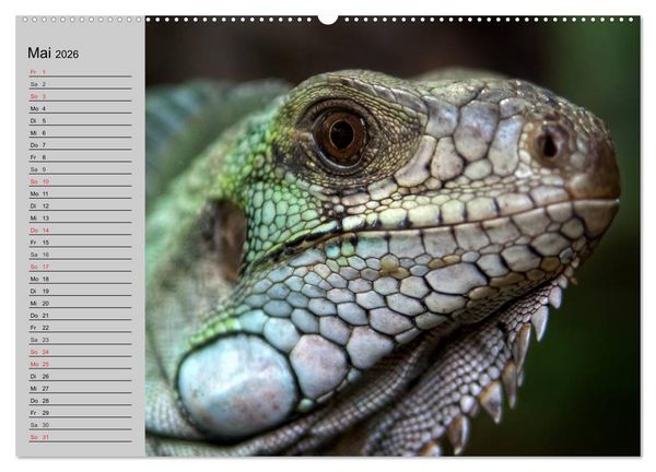 Produktbild: Kaltes Blut. Faszination Reptilien (hochwertiger Premium Wandkalender 2026 DIN A2 quer), Kunstdruck in Hochglanz