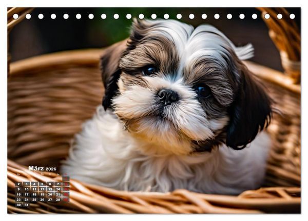 Produktbild: Shih Tzu - der wuschelige Hund aus Tibet (Tischkalender 2026 DIN A5 quer), CALVENDO Monatskalender