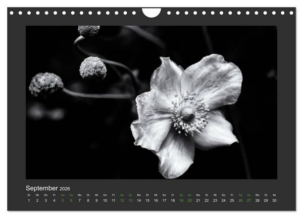 Produktbild: Pflanzen in Schwarz und Wei&szlig; (Wandkalender 2026 DIN A4 quer), CALVENDO Monatskalender