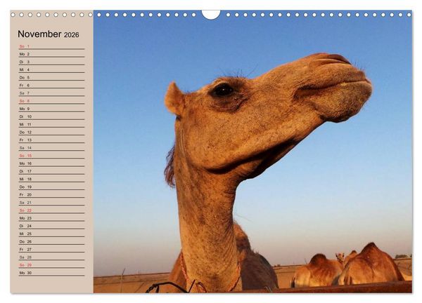 Produktbild: Kamele. Dromedar und Trampeltier (Wandkalender 2026 DIN A3 quer), CALVENDO Monatskalender