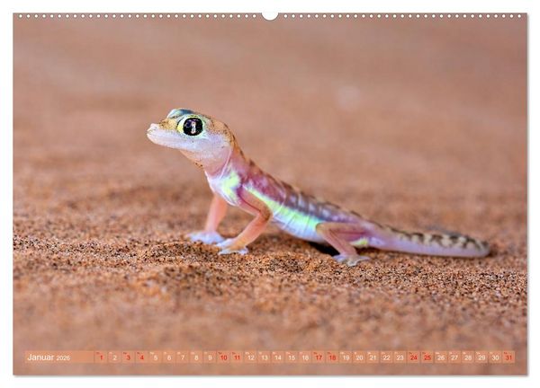 Produktbild: Namibias faszinierende Tierwelt (hochwertiger Premium Wandkalender 2026 DIN A2 quer), Kunstdruck in Hochglanz
