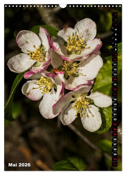 Produktbild: B&auml;ume anders gesehen (Wandkalender 2026 DIN A3 hoch), CALVENDO Monatskalender