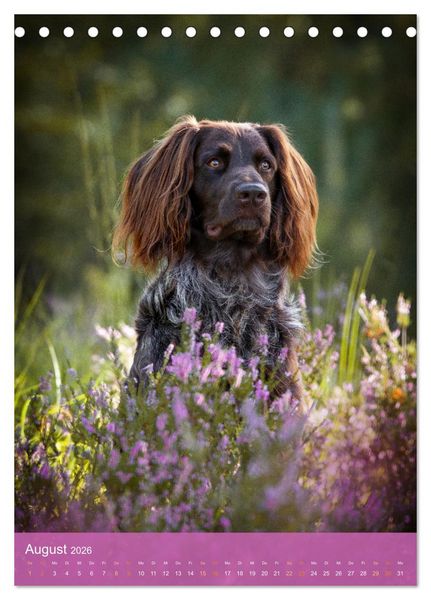 Produktbild: Deutsch Langhaar Butz - Jagdhund mit Passion und Herzblut (Tischkalender 2026 DIN A5 hoch), CALVENDO Monatskalender