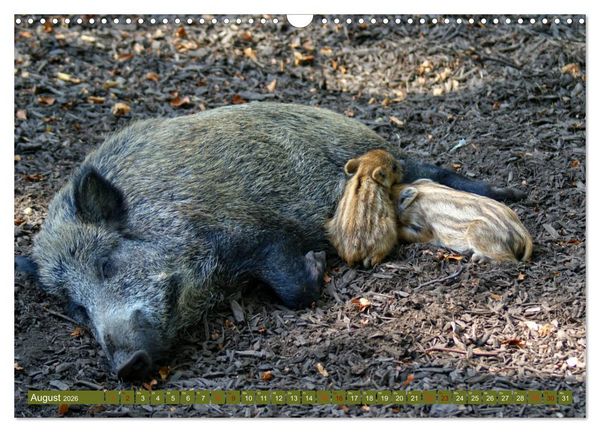 Produktbild: Wildschweins Kinderstube - Freche Frischlinge (Wandkalender 2026 DIN A3 quer), CALVENDO Monatskalender