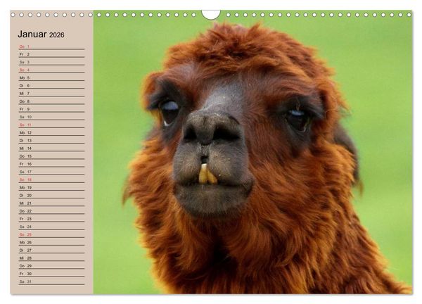 Produktbild: Alpakas und Lamas (Wandkalender 2026 DIN A3 quer), CALVENDO Monatskalender