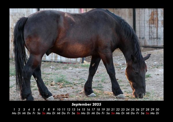 Produktbild: Pferdetraum 2025 Fotokalender DIN A3