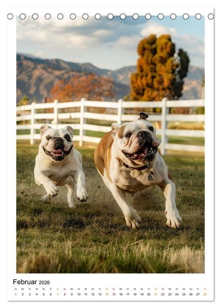 Produktbild: Englische Bulldogge - sanfter Kumpel (Tischkalender 2026 DIN A5 hoch), CALVENDO Monatskalender