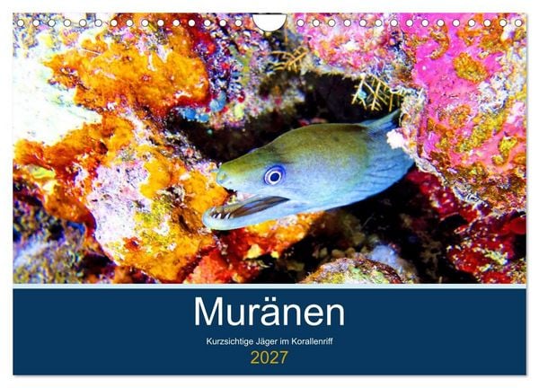 Produktbild: Mur&auml;nen - Kurzsichtige J&auml;ger im Korallenriff (Wandkalender 2027 DIN A4 quer), CALVENDO Monatskalender