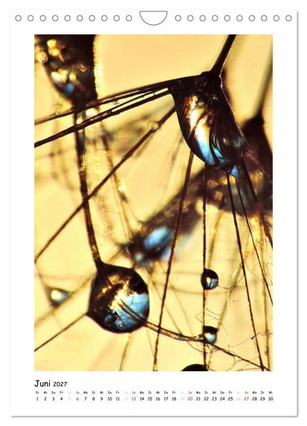 Produktbild: Die Pusteblume neu erleben (Wandkalender 2027 DIN A4 hoch), CALVENDO Monatskalender
