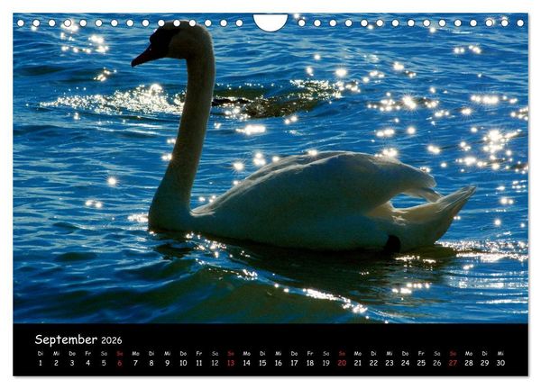Produktbild: Lazise und Umgebung (Wandkalender 2026 DIN A4 quer), CALVENDO Monatskalender