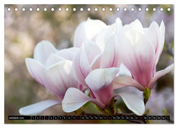 Produktbild: Magnolias en fleur (Calendrier de bureau 2026 DIN A5 vertical), CALVENDO calendrier mensuel