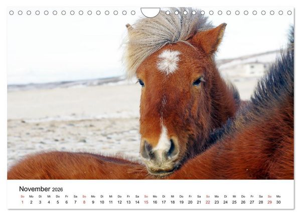 Produktbild: Die Pferde Islands - Ein Streifzug durch Island (Wandkalender 2026 DIN A4 quer), CALVENDO Monatskalender