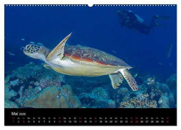 Produktbild: Faszinierendes Leben unter Wasser (Wandkalender 2026 DIN A2 quer), CALVENDO Monatskalender