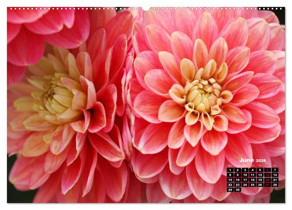 Produktbild: Magical Dahlias (High Quality Premium Wall Calendar 2026 DIN A2 landscape),CALVENDO 12 Month Wall Calendar