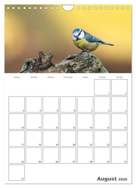 Produktbild: V&ouml;gel im heimischen Garten (Wandkalender 2026 DIN A4 hoch), CALVENDO Monatskalender