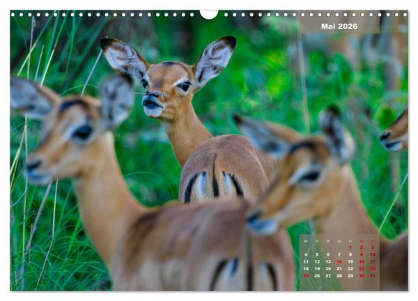 Produktbild: Faszinierende Tierwelt des Kruger National Parks (Wandkalender 2026 DIN A3 quer), CALVENDO Monatskalender