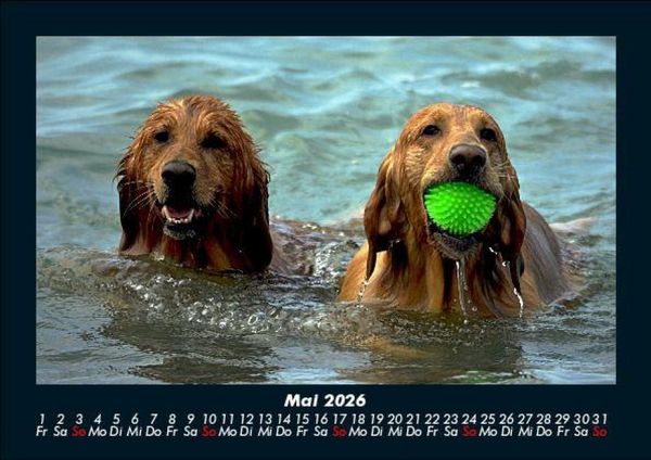 Produktbild: Hundezauber 2026 Fotokalender DIN A5