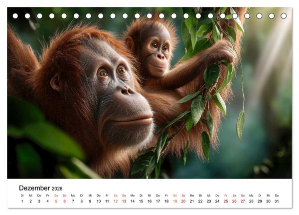 Produktbild: Orang Utans - Leben in den Baumkronen (Tischkalender 2026 DIN A5 quer), CALVENDO Monatskalender