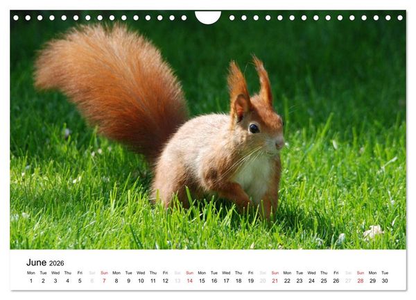 Produktbild: The red squirrels (Wall Calendar 2026 DIN A4 landscape), CALVENDO 12 Month Wall Calendar