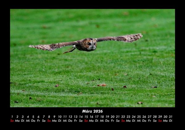 Produktbild: Der Tierkalender 2026 Fotokalender DIN A3