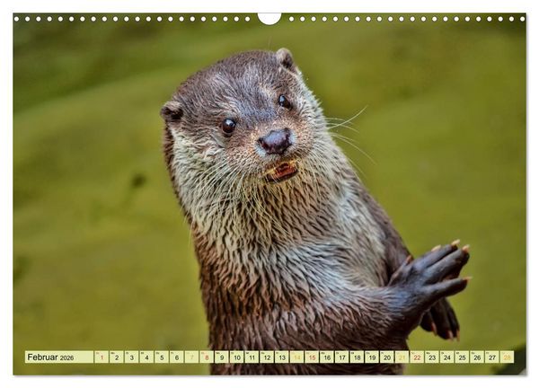 Produktbild: Fischotter - putzige Kerlchen und elegante Schwimmer (Wandkalender 2026 DIN A3 quer), CALVENDO Monatskalender