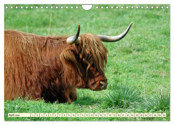 Produktbild: Die anmutigste Rinderrasse - Das schottische Hochlandrind (Wandkalender 2026 DIN A4 quer), CALVENDO Monatskalender