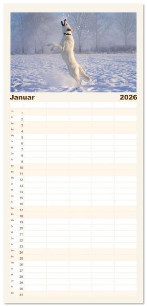 Produktbild: Familienplaner 2026 - Berger Blanc Suisse - Weggef&auml;hrten auf 4 Pfoten mit 5 Spalten (Wandkalender, 21 x 45 cm) CALVENDO