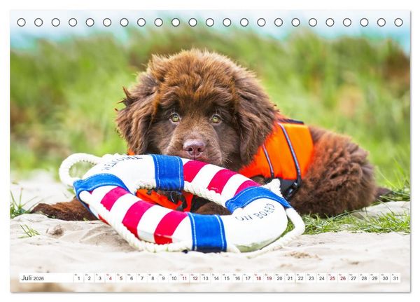 Produktbild: Neufundl&auml;nder - Kleine Weltentdecker (Tischkalender 2026 DIN A5 quer), CALVENDO Monatskalender