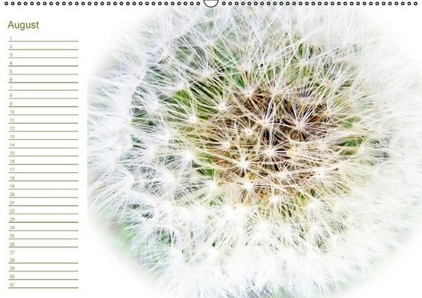Produktbild: Bl&uuml;tentr&auml;ume - ganz in wei&szlig; / Geburtstagskalender (Wandkalender immerw&auml;hrend DIN A2 quer)