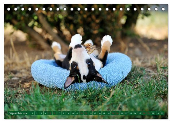 Produktbild: Bullterrier, Powerpakete auf 4 Pfoten (Tischkalender 2026 DIN A5 quer), CALVENDO Monatskalender