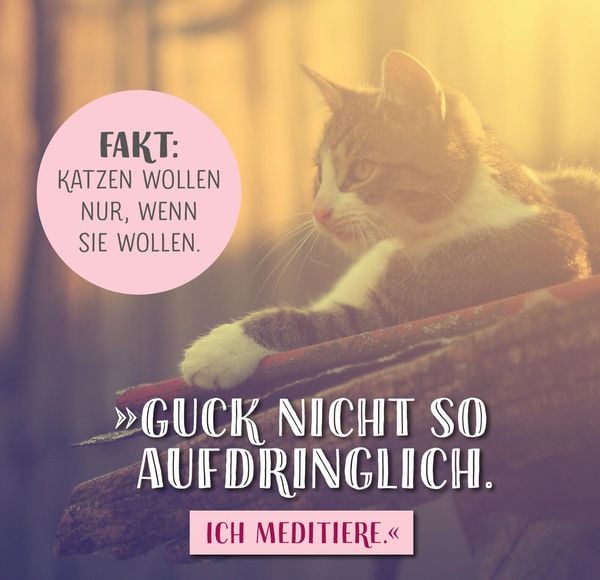 Produktbild: Die ganze Wahrheit &uuml;ber deine Katze