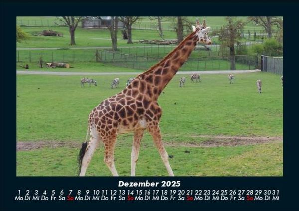 Produktbild: Giraffen 2025 Fotokalender DIN A5