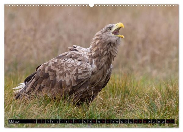Produktbild: Seeadler in Polen (Wandkalender 2026 DIN A2 quer), CALVENDO Monatskalender