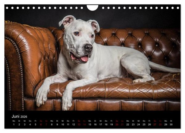 Produktbild: DOGO ARGENTINO (Wandkalender 2026 DIN A4 quer), CALVENDO Monatskalender