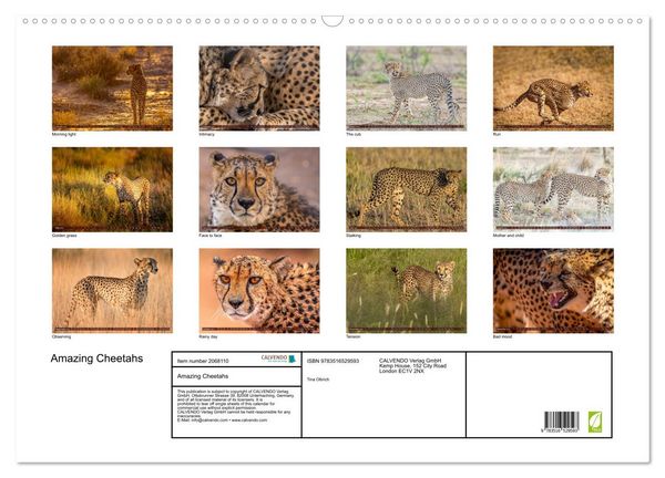 Produktbild: Amazing Cheetahs (Wall Calendar 2026 DIN A2 landscape), CALVENDO 12 Month Wall Calendar