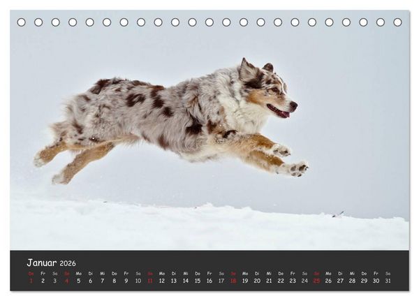 Produktbild: Australian Shepherd - Augenblicke (Tischkalender 2026 DIN A5 quer), CALVENDO Monatskalender