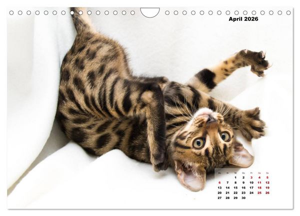 Produktbild: Bengal K&auml;tzchen 2 (Wandkalender 2026 DIN A4 quer), CALVENDO Monatskalender