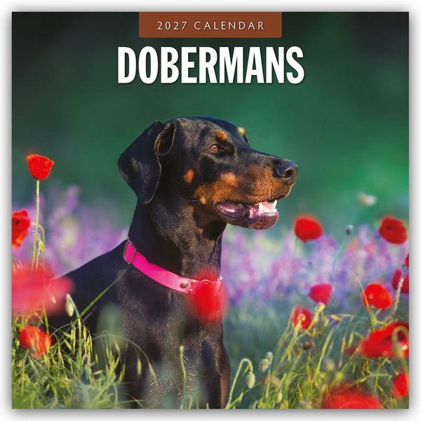 Produktbild: Dobermans &ndash; Dobermann 2027 &ndash; 16-Monatskalender