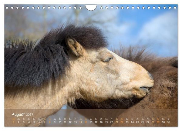 Produktbild: Verspielte Islandpferde Kopf an Kopf (Wandkalender 2027 DIN A4 quer), CALVENDO Monatskalender