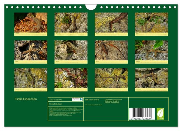 Produktbild: Flinke Eidechsen (Wandkalender 2026 DIN A4 quer), CALVENDO Monatskalender
