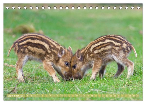 Produktbild: Wald-Kindergarten: Tierkinder im Wald (Tischkalender 2026 DIN A5 quer), CALVENDO Monatskalender