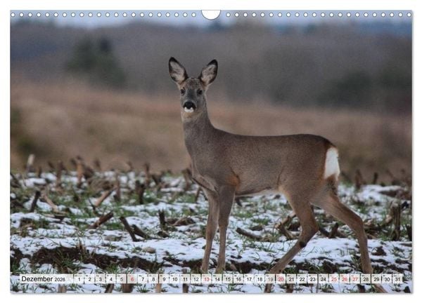 Produktbild: Wildtiere. Heimische Sch&ouml;nheiten (Wandkalender 2026 DIN A3 quer), CALVENDO Monatskalender
