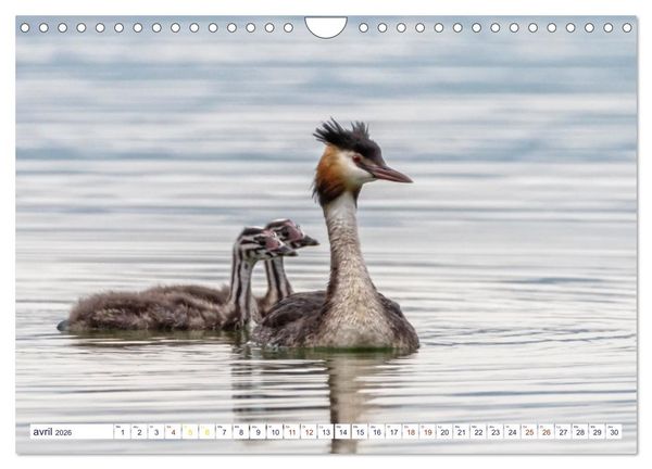 Produktbild: Oiseaux aquatiques en famille (Calendrier mural 2026 DIN A4 vertical), CALVENDO calendrier mensuel